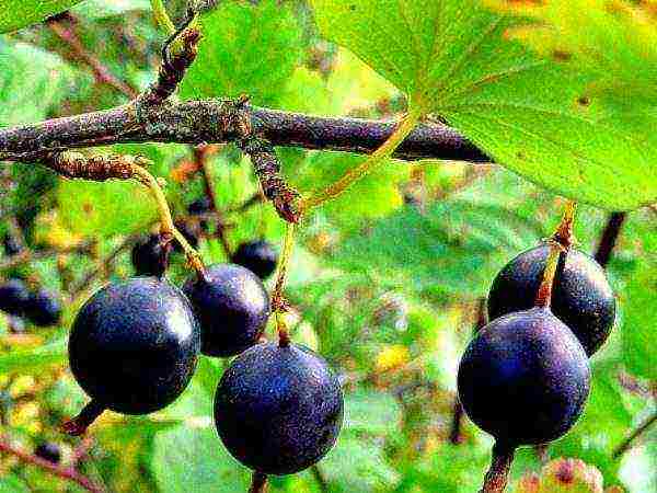 which varieties of gooseberries are good