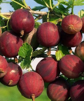 which varieties of gooseberries are good