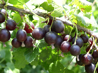 which varieties of gooseberries are good