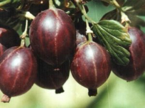 which varieties of gooseberries are good