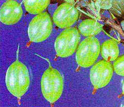 which varieties of gooseberries are good