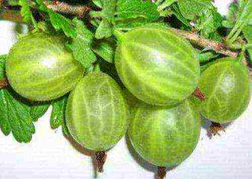 which varieties of gooseberries are good