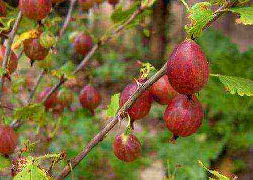 which varieties of gooseberries are good