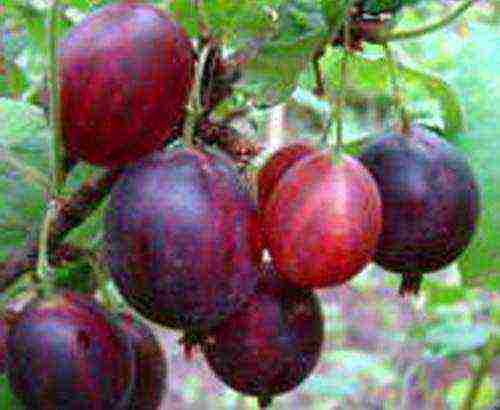 which varieties of gooseberries are good