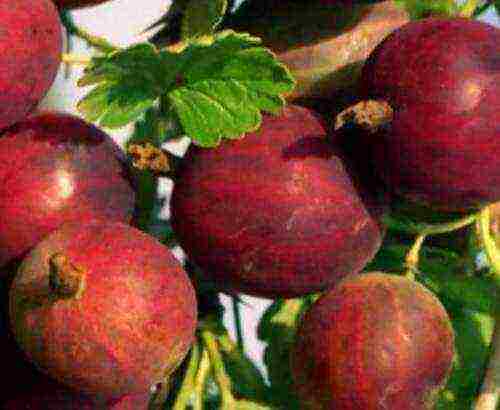 which varieties of gooseberries are good