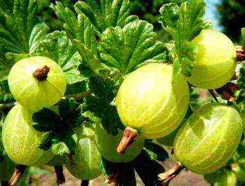 which varieties of gooseberries are good