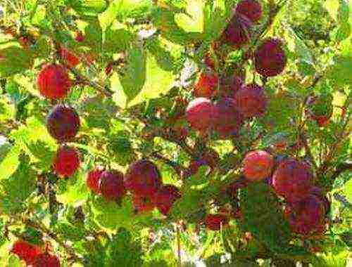 which varieties of gooseberries are good