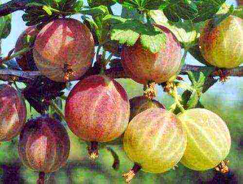 which varieties of gooseberries are good