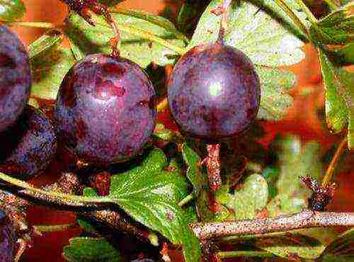 which varieties of gooseberries are good