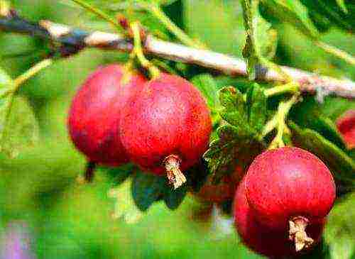 which varieties of gooseberries are good