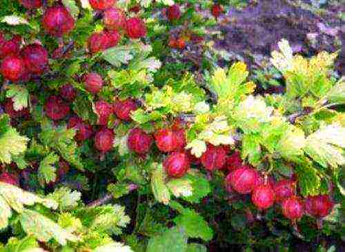 which varieties of gooseberries are good