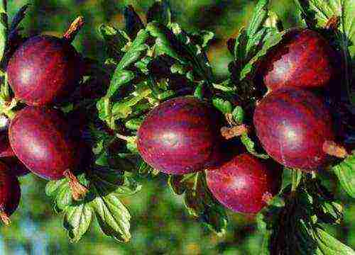 which varieties of gooseberries are good