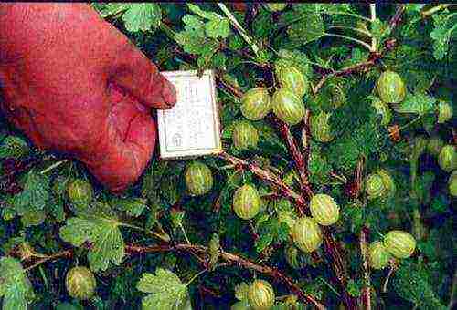 which varieties of gooseberries are good