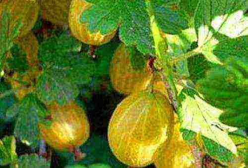 which varieties of gooseberries are good