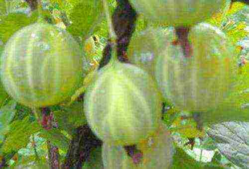 which varieties of gooseberries are good