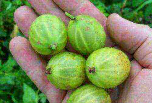 which varieties of gooseberries are good