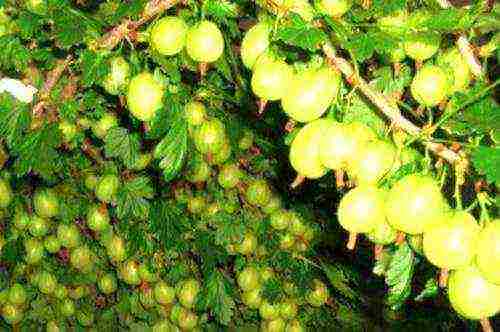 which varieties of gooseberries are good