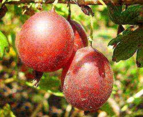 which varieties of gooseberries are good