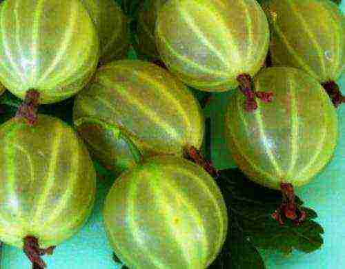 which varieties of gooseberries are good