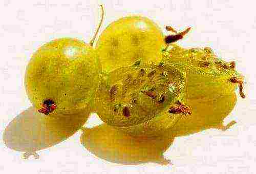 which varieties of gooseberries are good