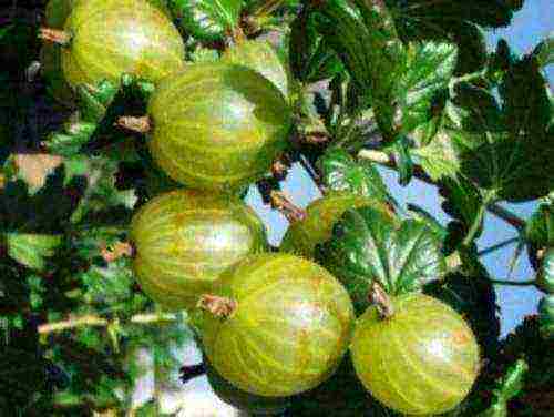 which varieties of gooseberries are good