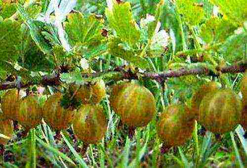 which varieties of gooseberries are good