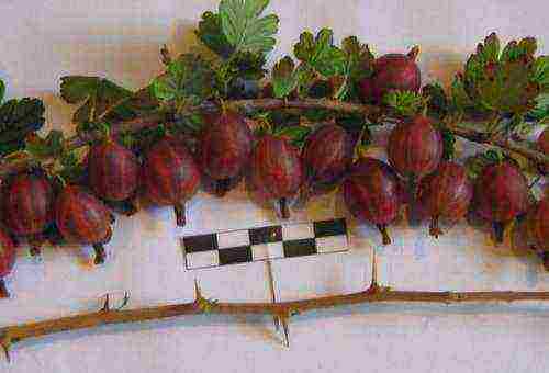 which varieties of gooseberries are good