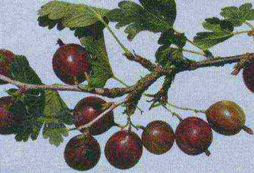 which varieties of gooseberries are good