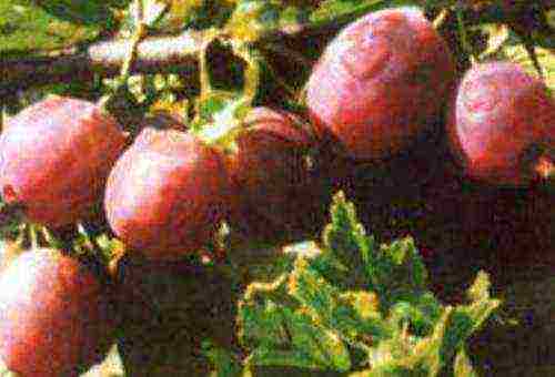 which varieties of gooseberries are good