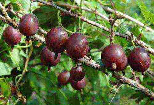 aling mga pagkakaiba-iba ng mga gooseberry ang mabuti