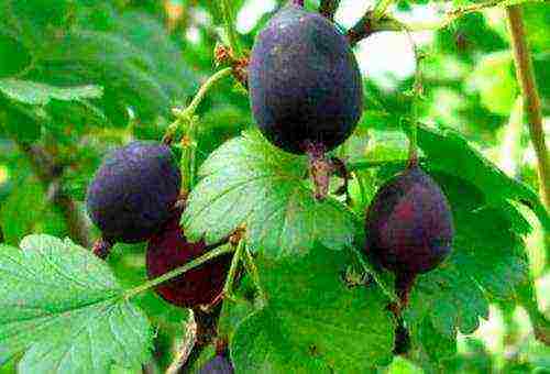 which varieties of gooseberries are good