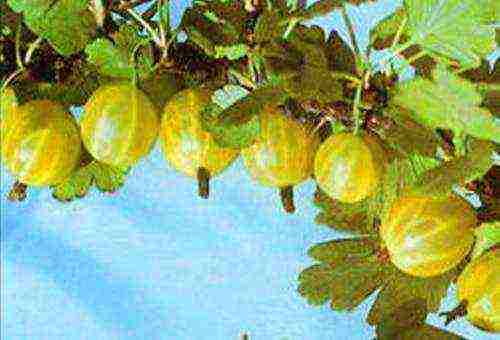 which varieties of gooseberries are good