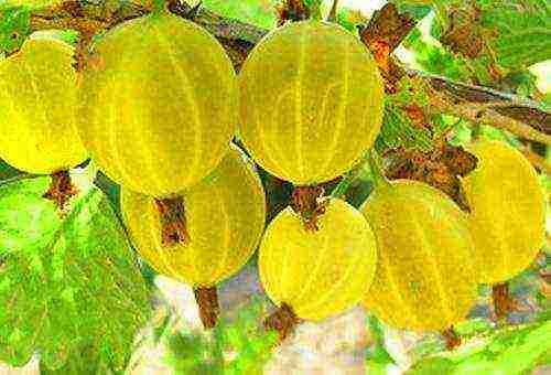 which varieties of gooseberries are good