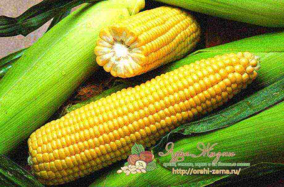 what varieties of corn are grown in the Krasnodar Territory