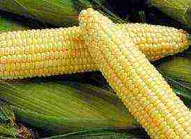 what varieties of corn are grown in the Krasnodar Territory