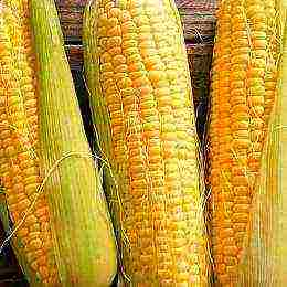 what varieties of corn are grown in the Krasnodar Territory