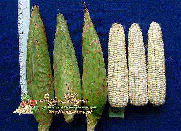 what varieties of corn are grown in the Krasnodar Territory