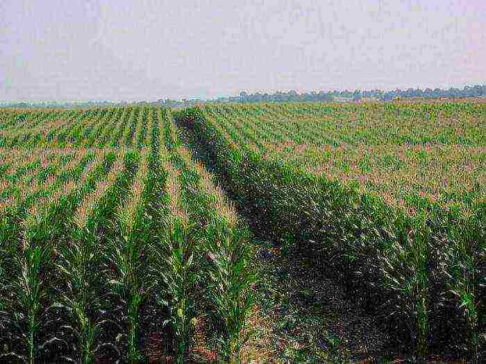 what varieties of corn are grown in the Krasnodar Territory