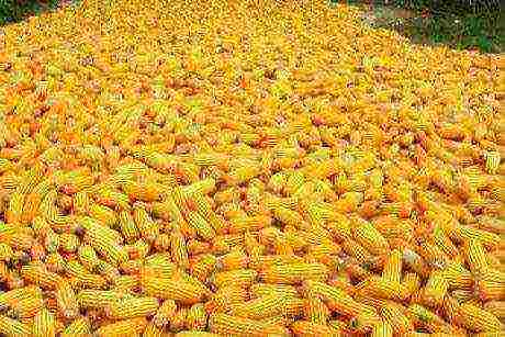 what varieties of corn are grown in the Krasnodar Territory