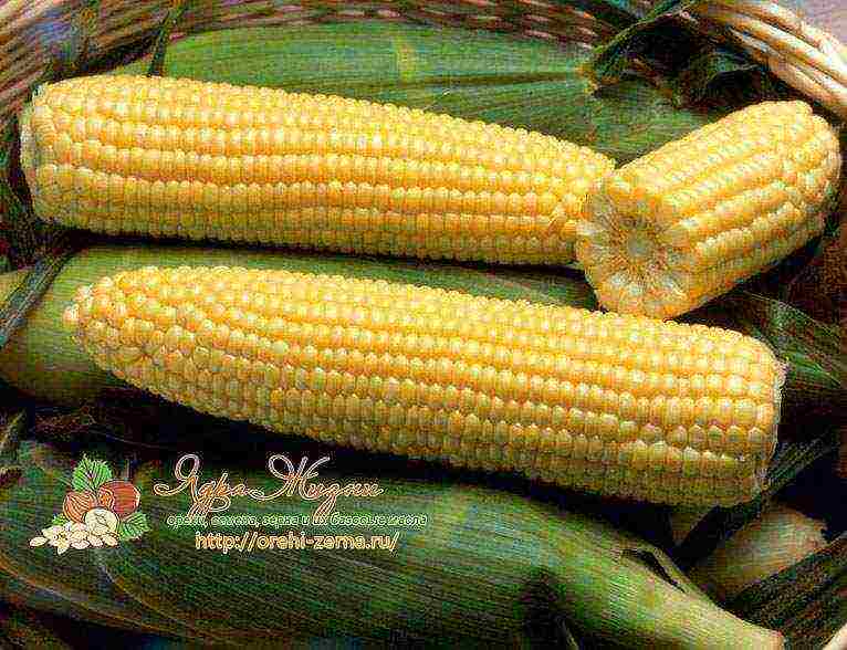 what varieties of corn are grown in the Krasnodar Territory