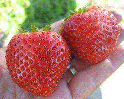 anong mga pagkakaiba-iba ng mga strawberry ang mas mahusay na lumaki sa mga suburb