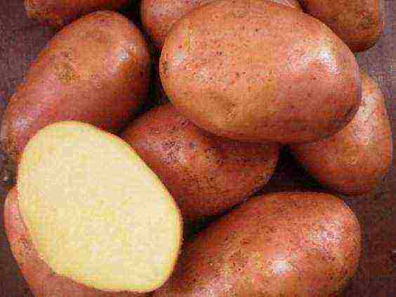 ano ang pinakamahusay na pagkakaiba-iba ng patatas