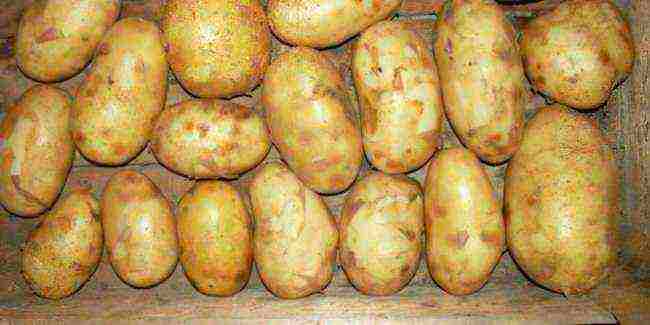 what is the best potato variety