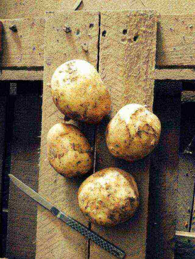 what is the best potato variety