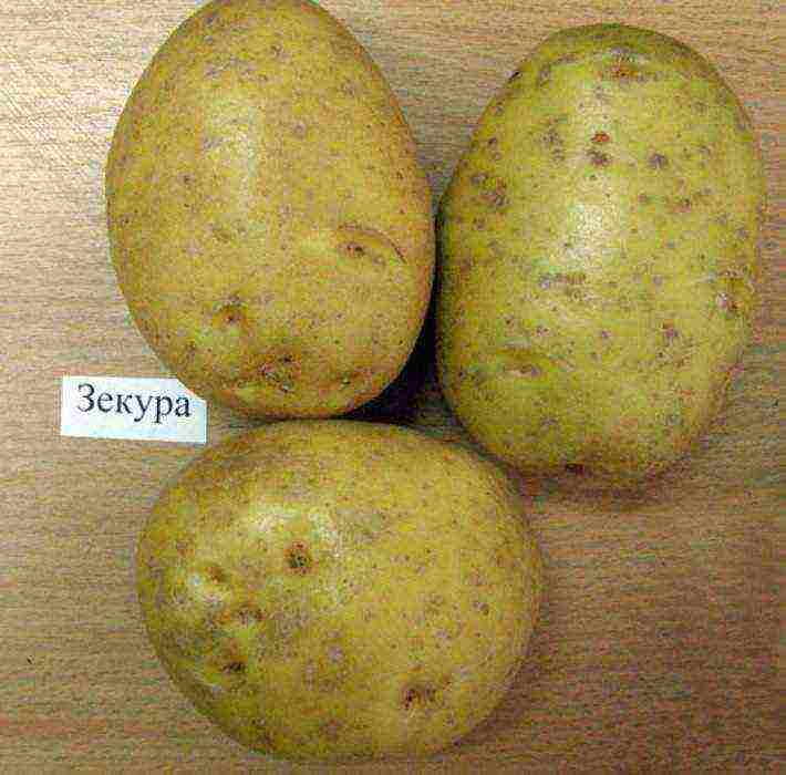 what is the best potato variety