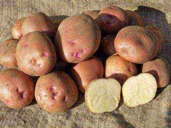 what is the best potato variety