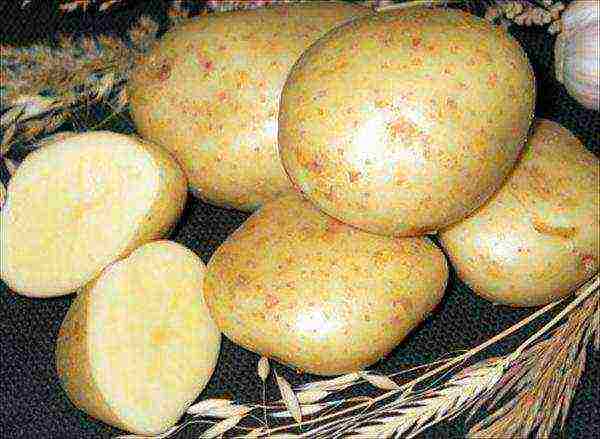 what is the best potato variety