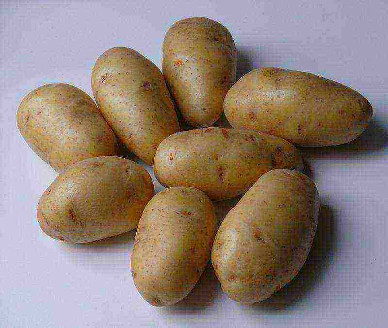 what is the best potato variety