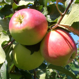 which apple variety is better