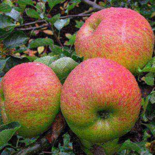 which apple variety is better